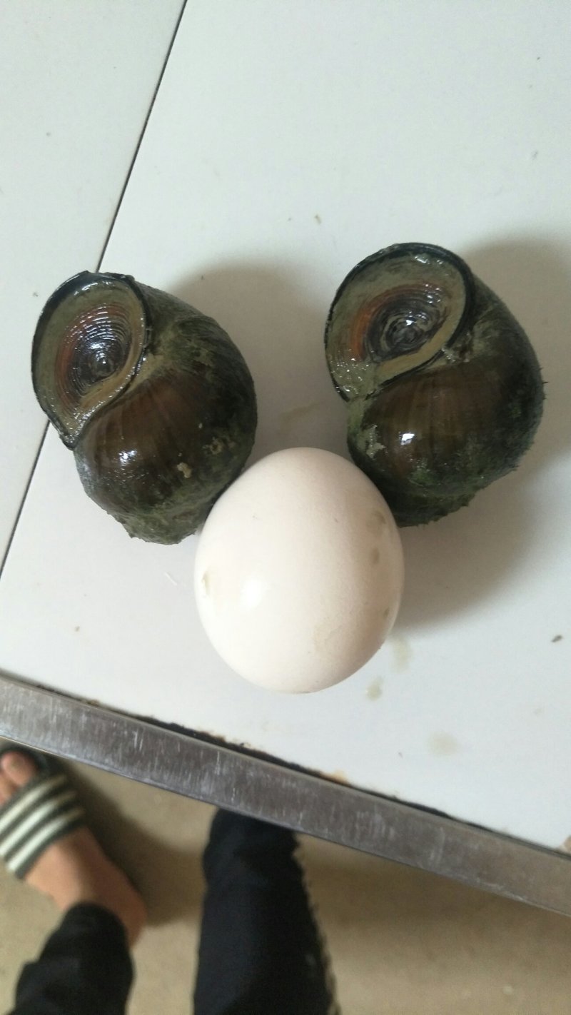 厚壳田螺种苗量大优惠产地直发