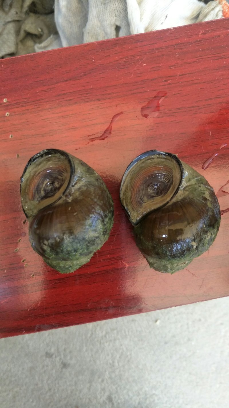 厚壳田螺种苗量大优惠产地直发