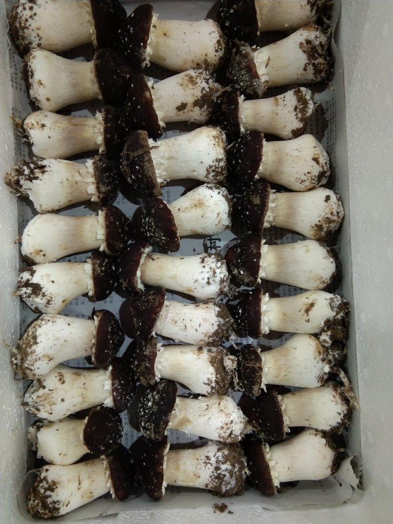 赤松茸（大球盖菇）鲜品