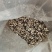 赤松茸（大球盖菇）鲜品