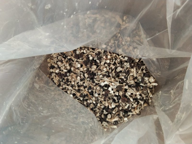赤松茸（大球盖菇）鲜品