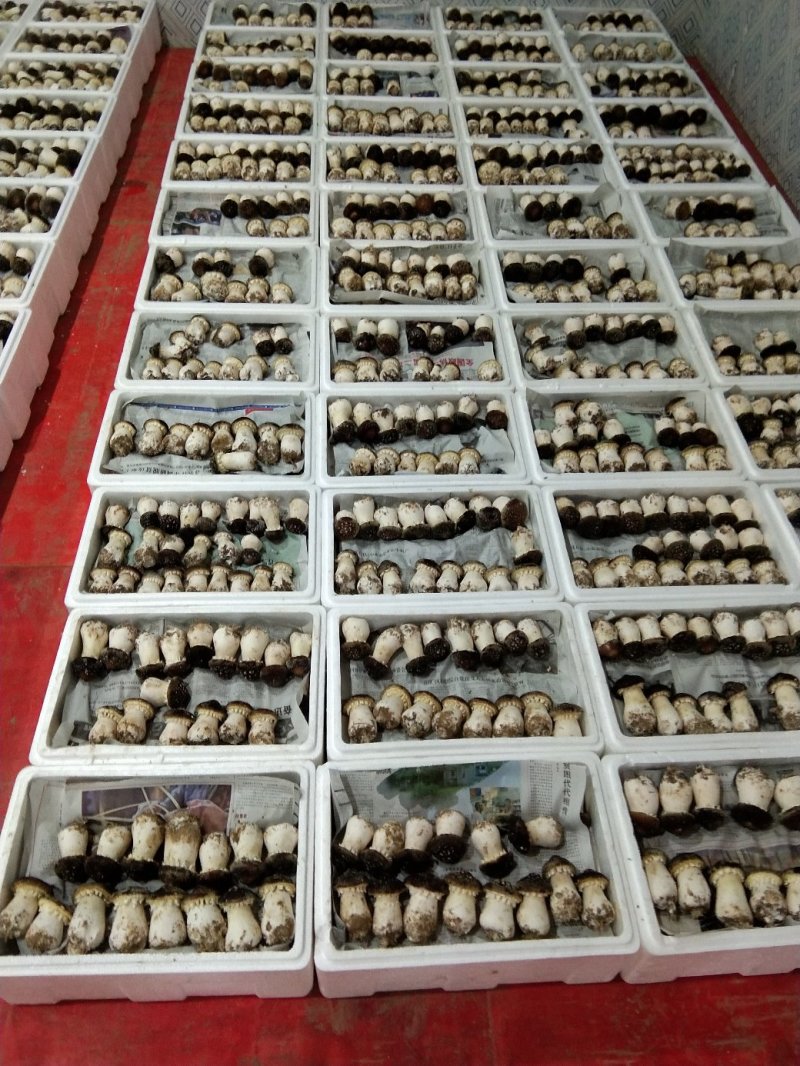 赤松茸（大球盖菇）鲜品