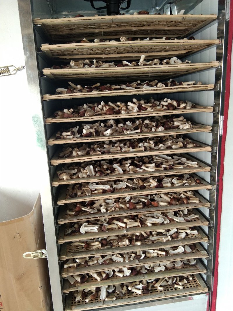 赤松茸（大球盖菇）鲜品