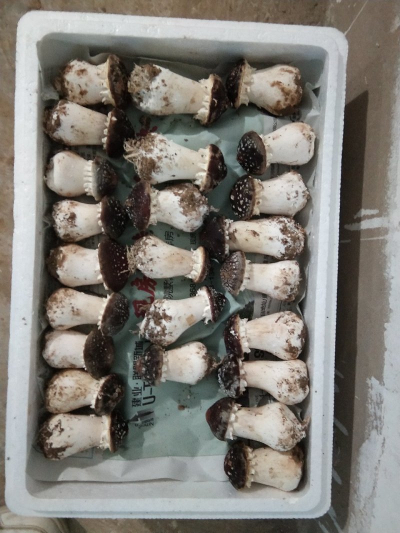 赤松茸（大球盖菇）鲜品