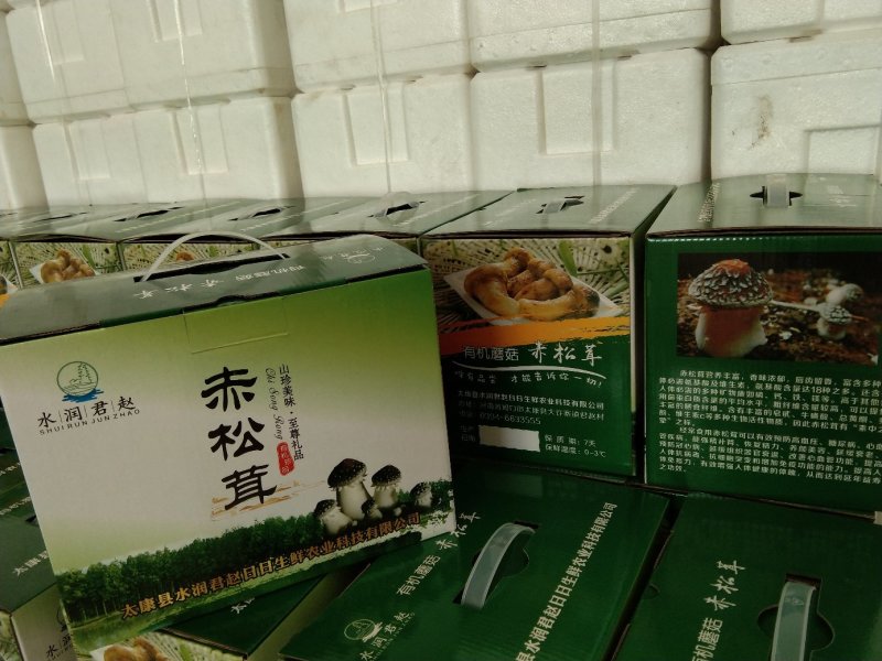 赤松茸（大球盖菇）鲜品