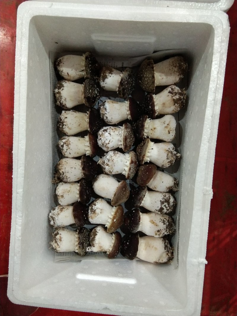 赤松茸（大球盖菇）鲜品