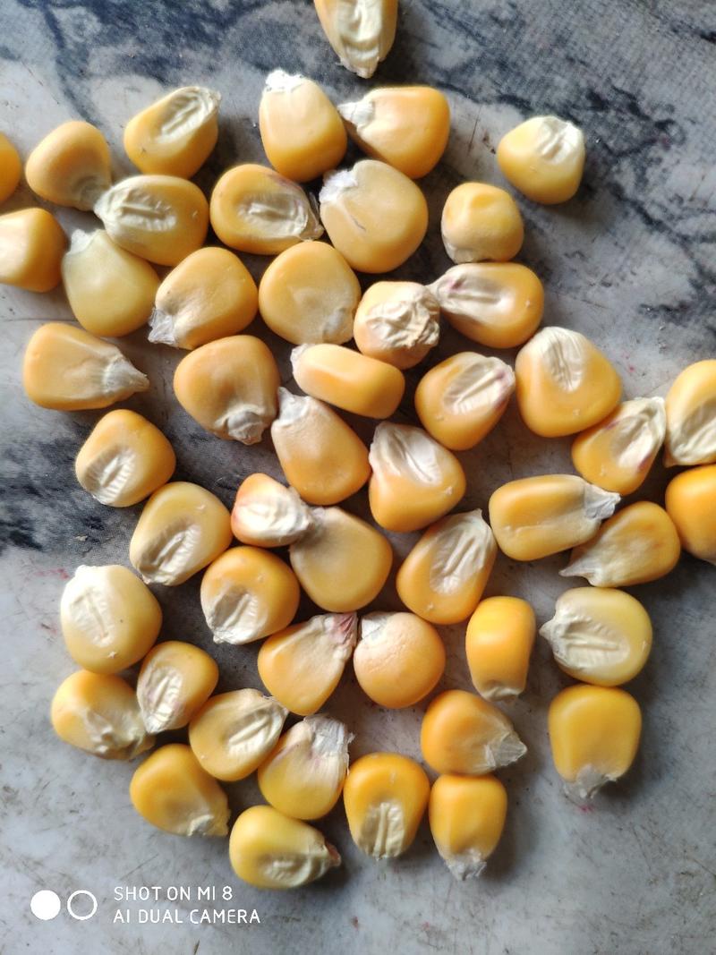 精品黄糯玉米种子，大棒型，产量高，单个重900克左右！