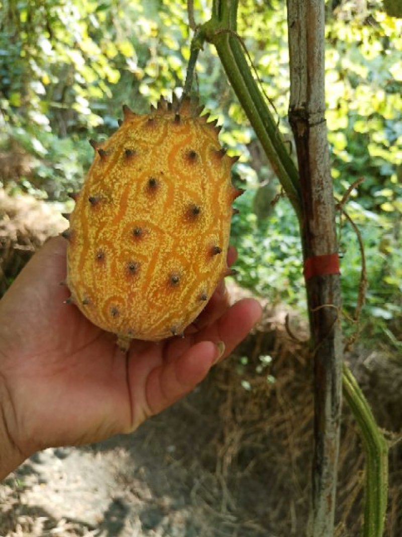 火参果孕妇水果灭霸刺角瓜