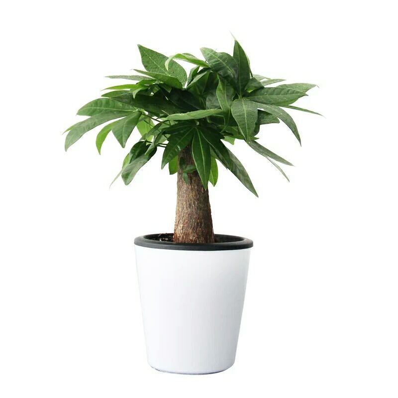 发财树室内外花卉盆景植物盆栽大招财树花苗客厅大型绿