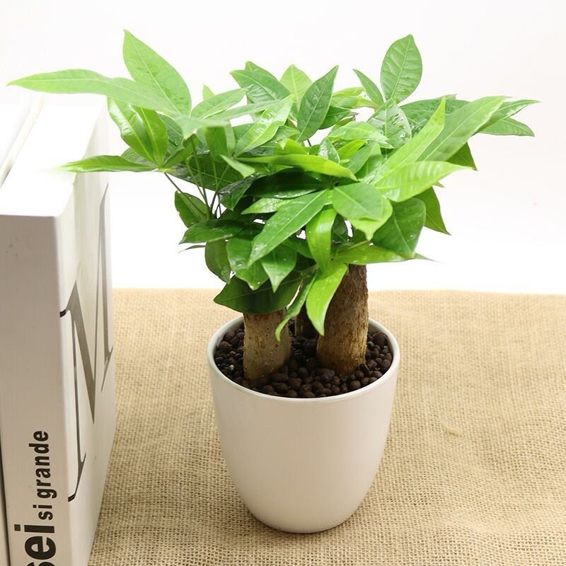 发财树室内外花卉盆景植物盆栽大招财树花苗客厅大型绿