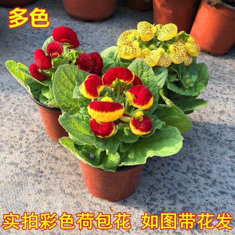 五彩荷包花元宝花盆栽阳台庭院花卉报春花带盆带土带花发