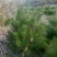 油松大田定植苗一米以上量大