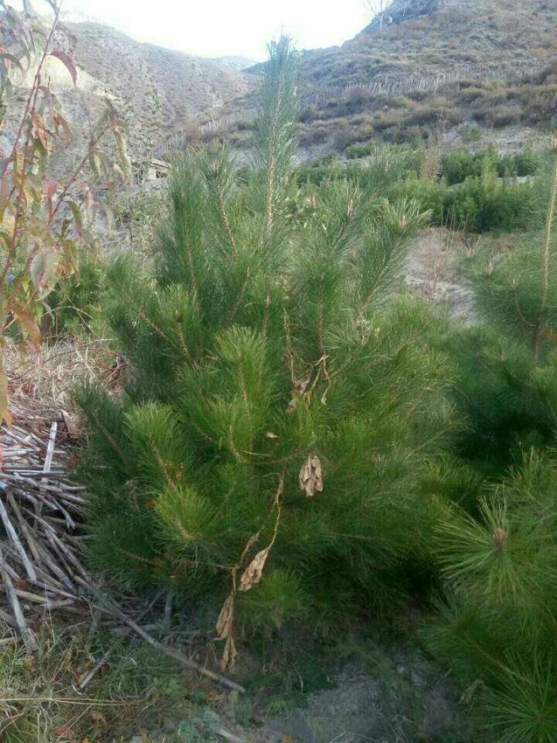 油松大田定植苗一米以上量大
