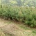 油松大田定植苗一米以上量大