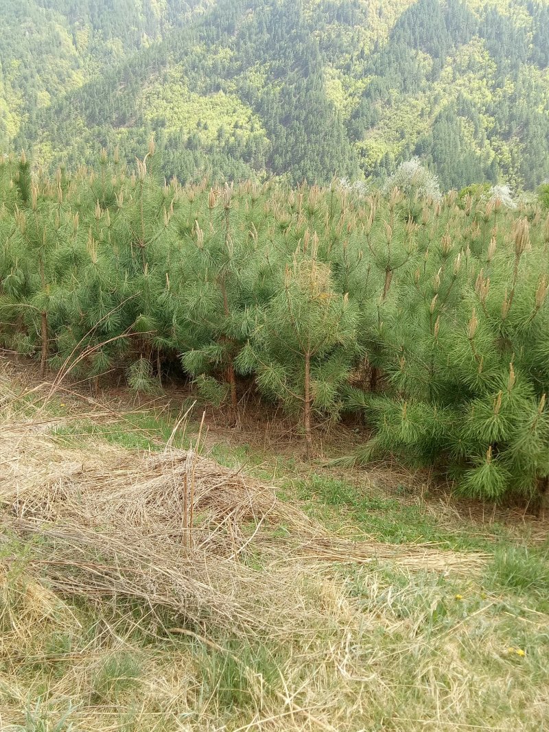 油松大田定植苗一米以上量大