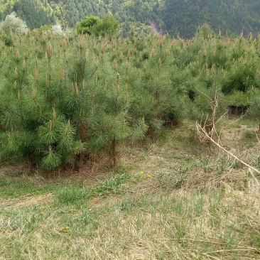 油松大田定植苗一米以上量大