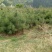 油松大田定植苗一米以上量大