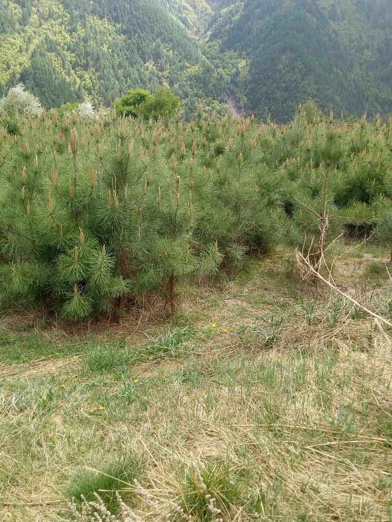 油松大田定植苗一米以上量大