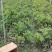 凤梨释迦苗11x14杯高度50公分不包邮