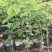 凤梨释迦苗11x14杯高度50公分不包邮