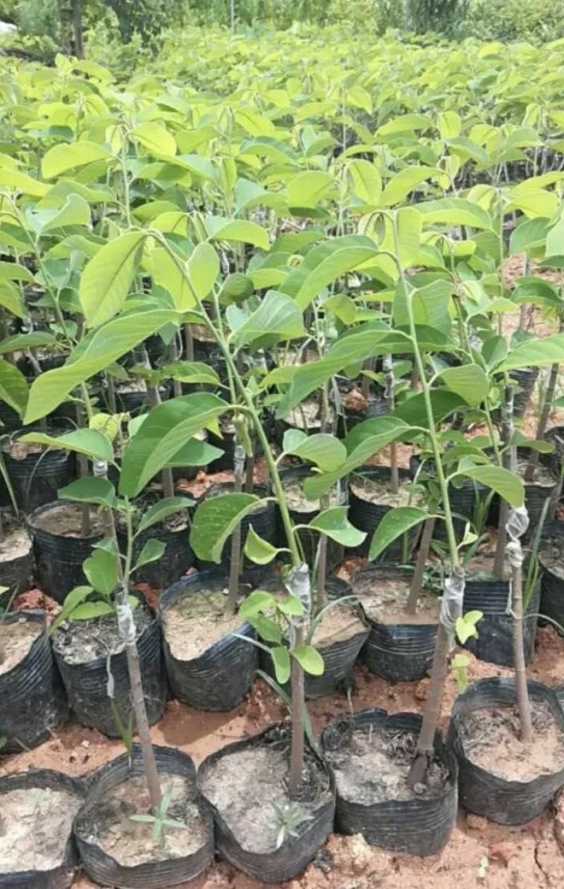 凤梨释迦苗11x14杯高度50公分不包邮