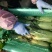 大量供应绿翡翠水果萝卜