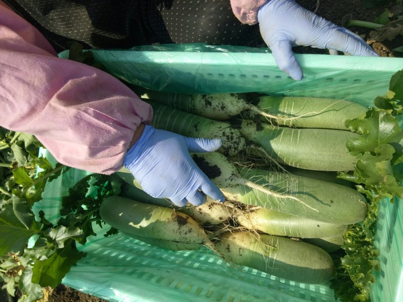 大量供应绿翡翠水果萝卜