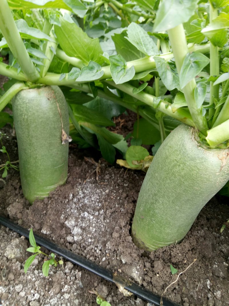 大量供应绿翡翠水果萝卜