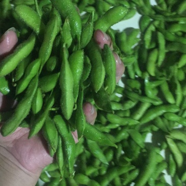 毛豆大量上市5月底大量上市