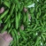 毛豆大量上市5月底大量上市