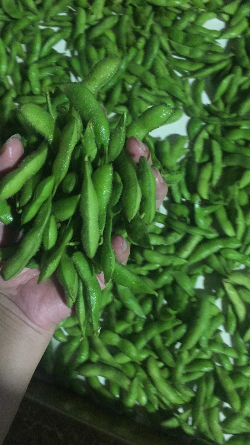 毛豆大量上市5月底大量上市