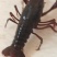 龙虾