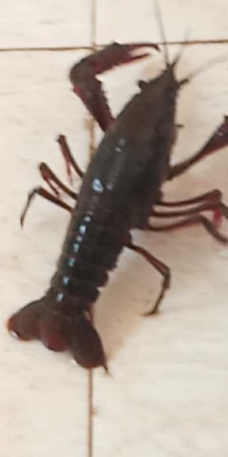 龙虾