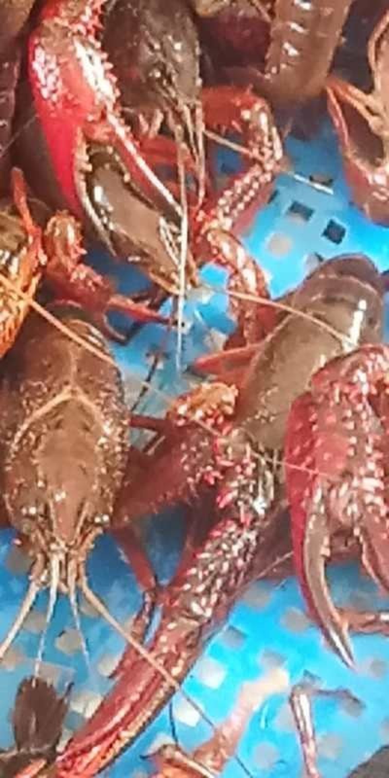 龙虾