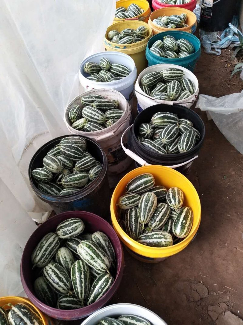 甜瓜博洋9，博洋91，绿宝石金典黄金密花姑娘等口感脆甜