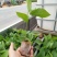 五指毛桃苗，基地大量现苗出售，种植提供种植技术，包回收…