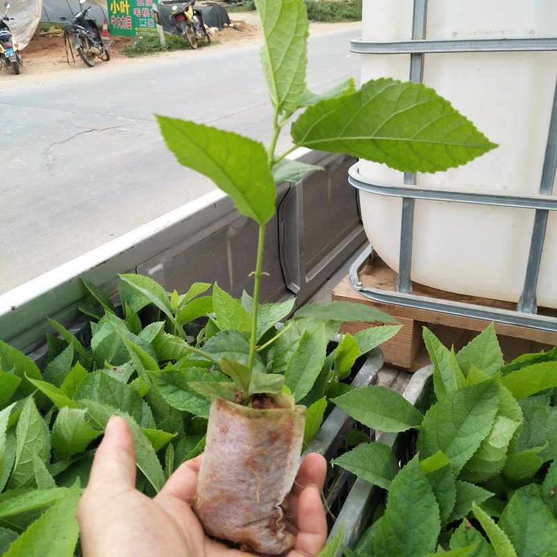 五指毛桃苗，基地大量现苗出售，种植提供种植技术，包回收…