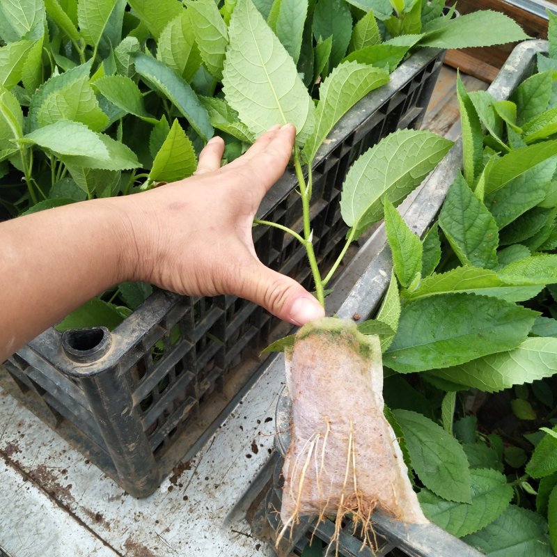 五指毛桃苗，基地大量现苗出售，种植提供种植技术，包回收…