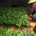 五指毛桃苗，基地大量现苗出售，种植提供种植技术，包回收…