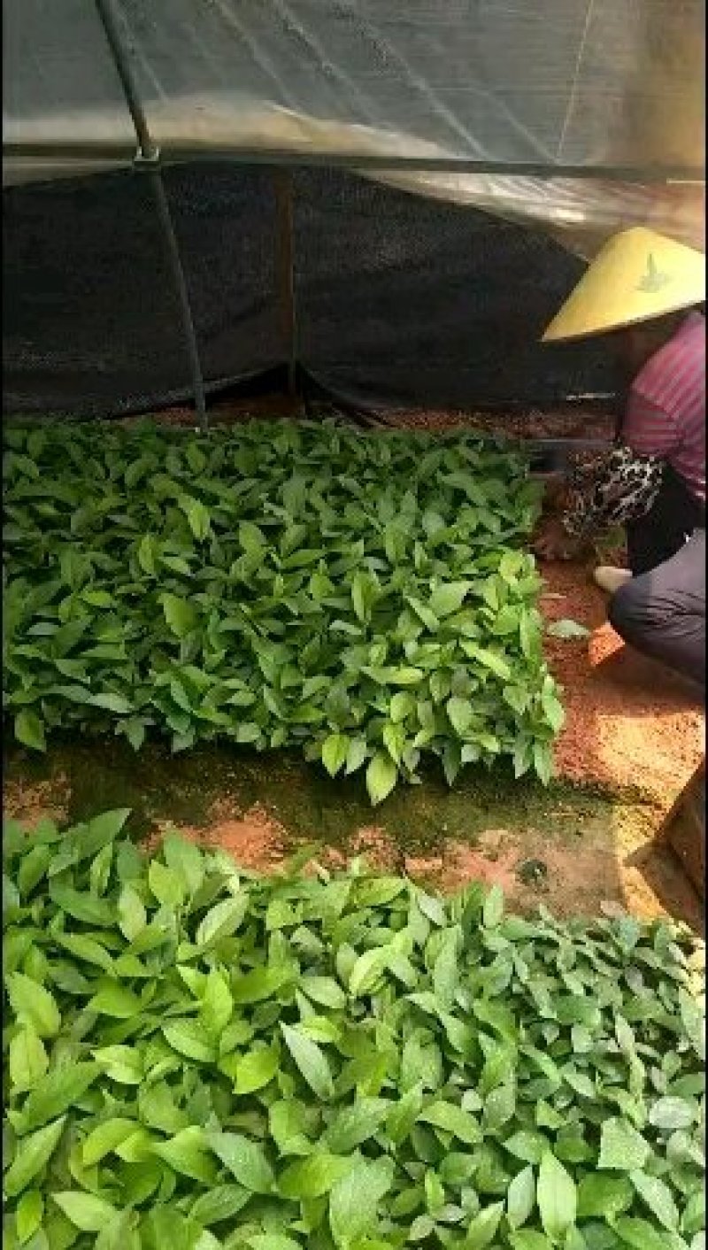 五指毛桃苗，基地大量现苗出售，种植提供种植技术，包回收…