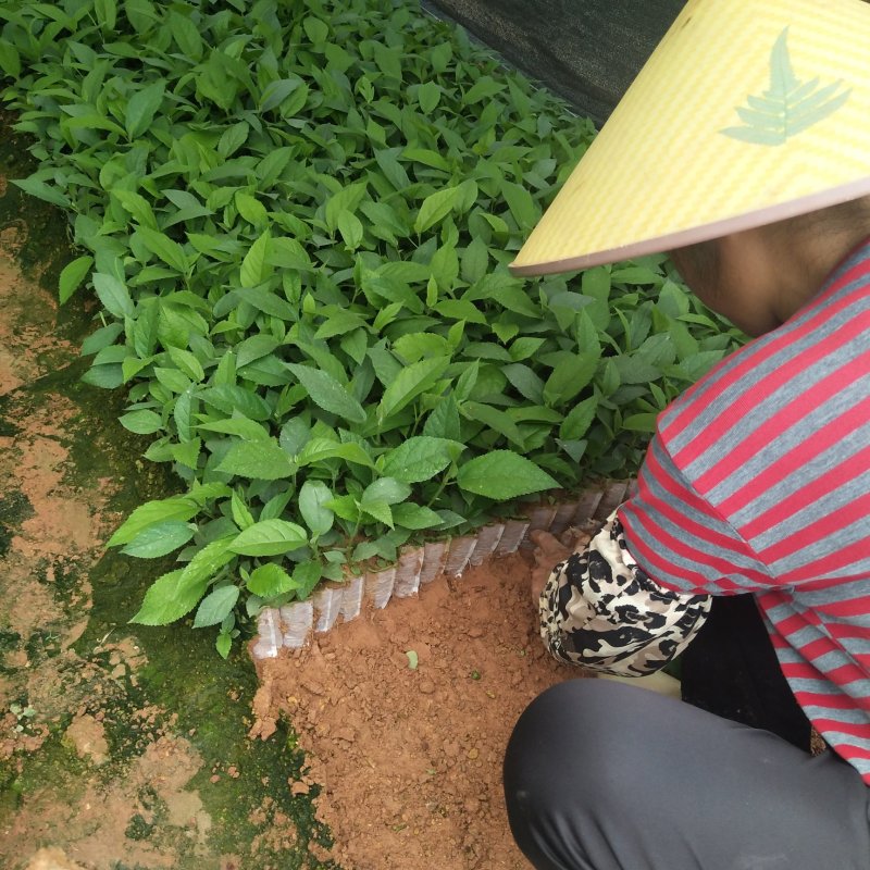 五指毛桃苗，基地大量现苗出售，种植提供种植技术，包回收…