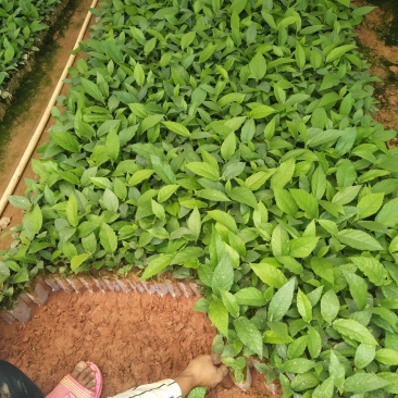 五指毛桃苗，基地大量现苗出售，种植提供种植技术，包回收…