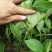 五指毛桃苗，基地大量现苗出售，种植提供种植技术，包回收…