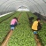 五指毛桃苗，基地大量现苗出售，种植提供种植技术，包回收…