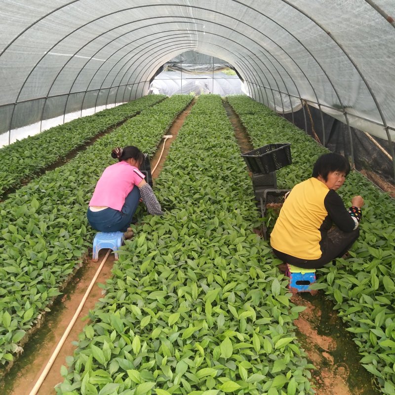 五指毛桃苗，基地大量现苗出售，种植提供种植技术，包回收…