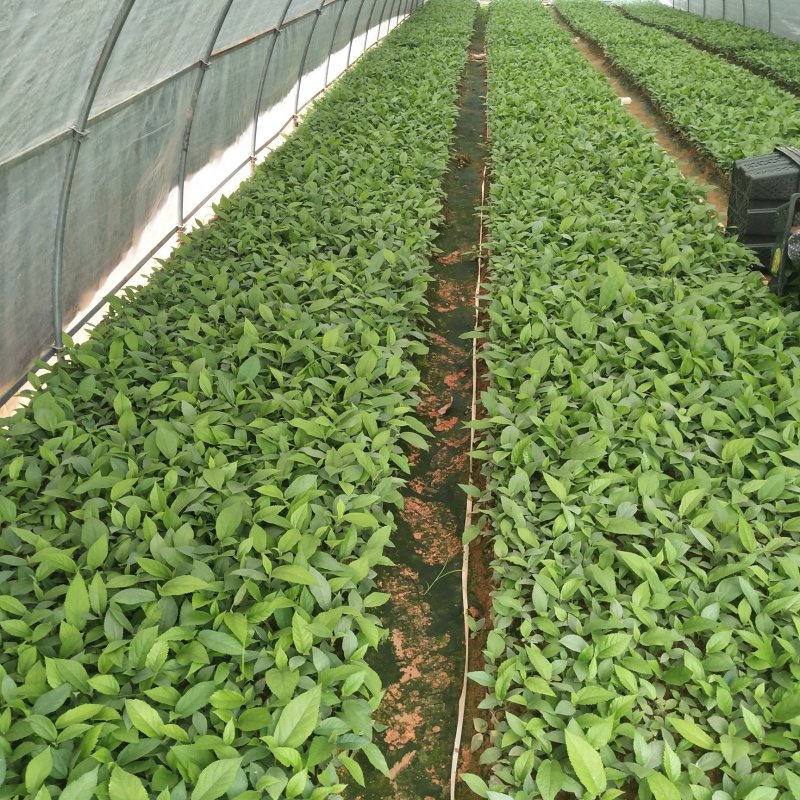 五指毛桃苗，基地大量现苗出售，种植提供种植技术，包回收…