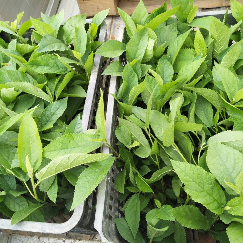 五指毛桃苗，基地大量现苗出售，种植提供种植技术，包回收…