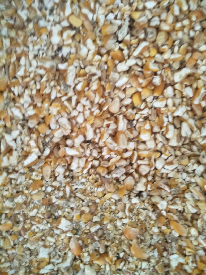 碎玉米.鹅料，碎麦，碎玉米，高粮，等付产品，有大形加工