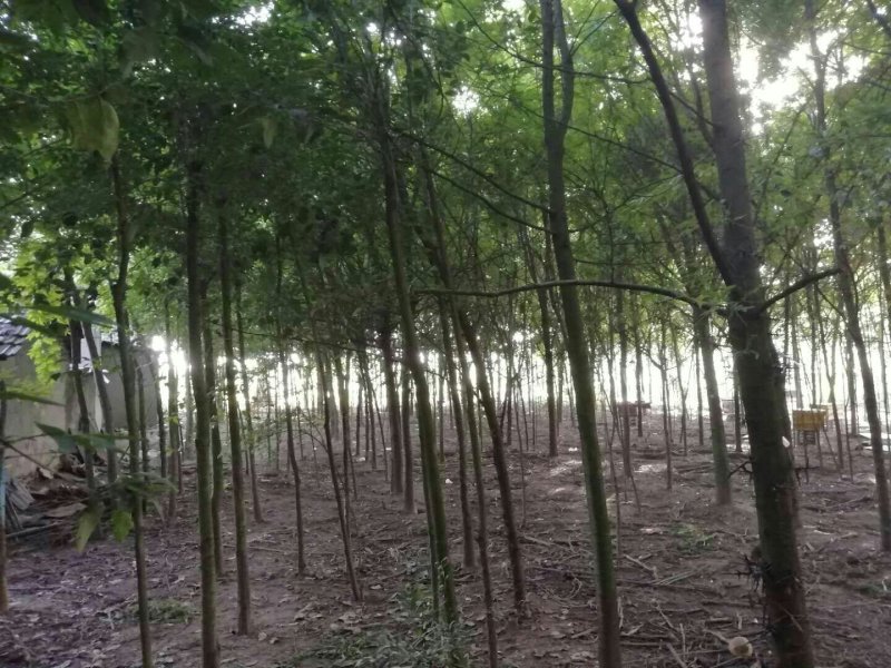 10公分皂角树1000株，8公分五百棵，