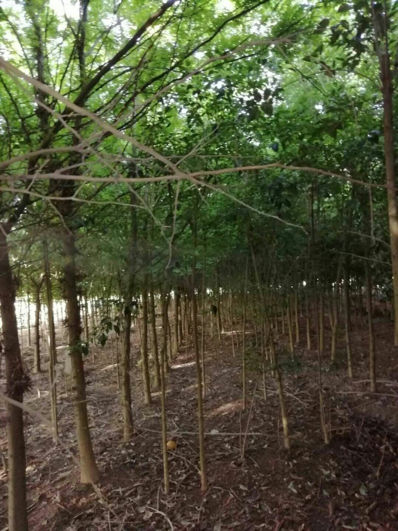 10公分皂角树1000株，8公分五百棵，